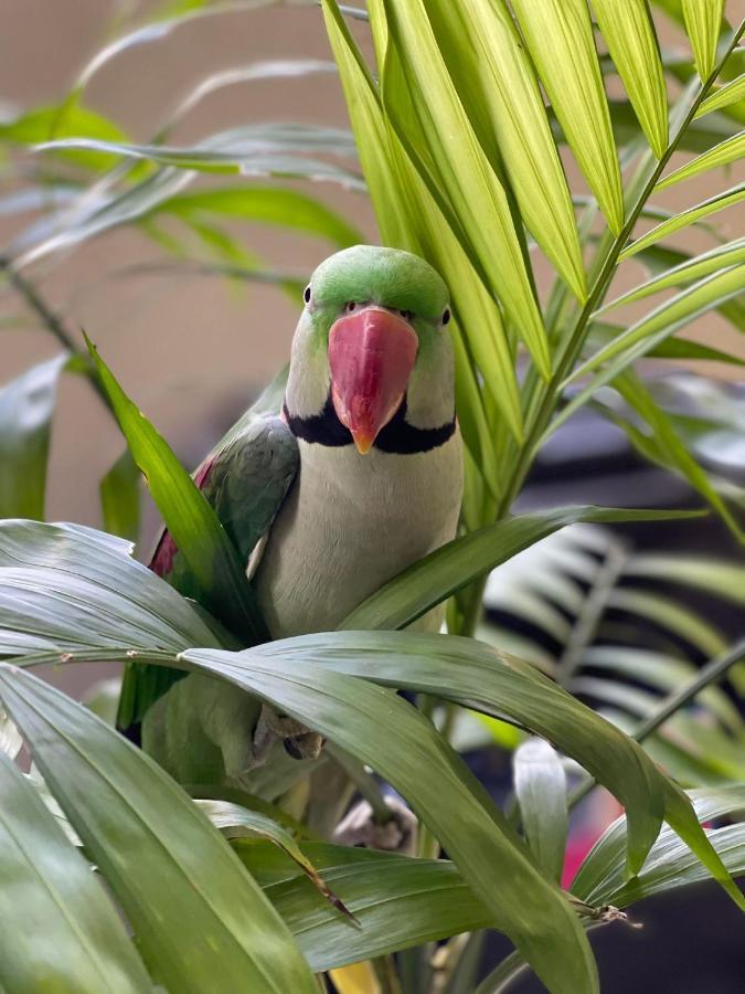 Holiday home Parrot