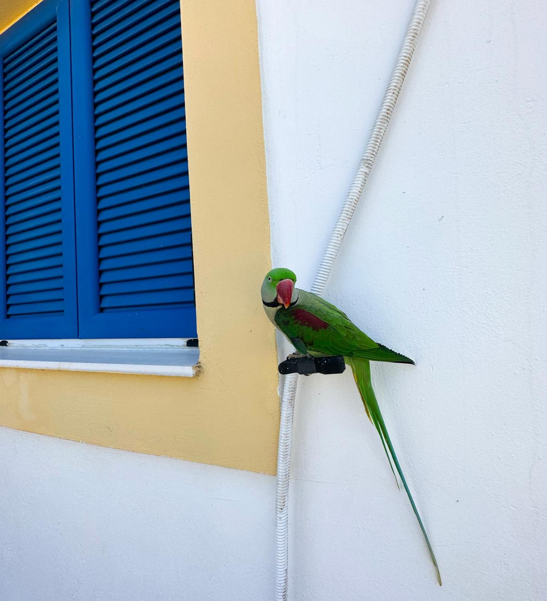 Holiday home Parrot Fratsia