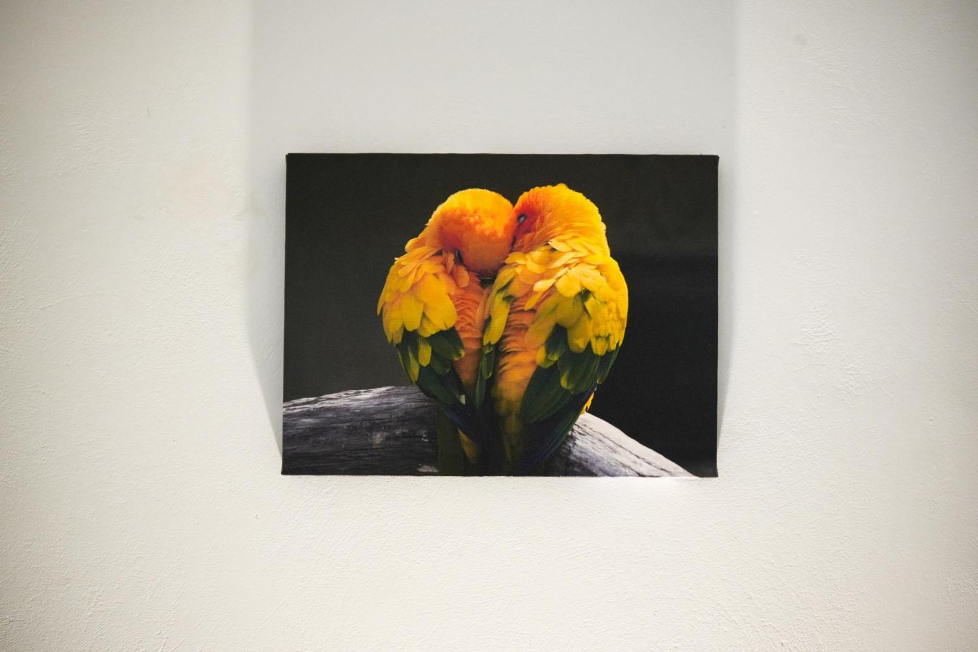 Parrot * Fratsia